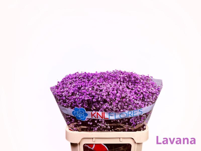 <h4>GYPS LAVENDER</h4>