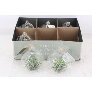 arr3 CP - Mini glas bol x6