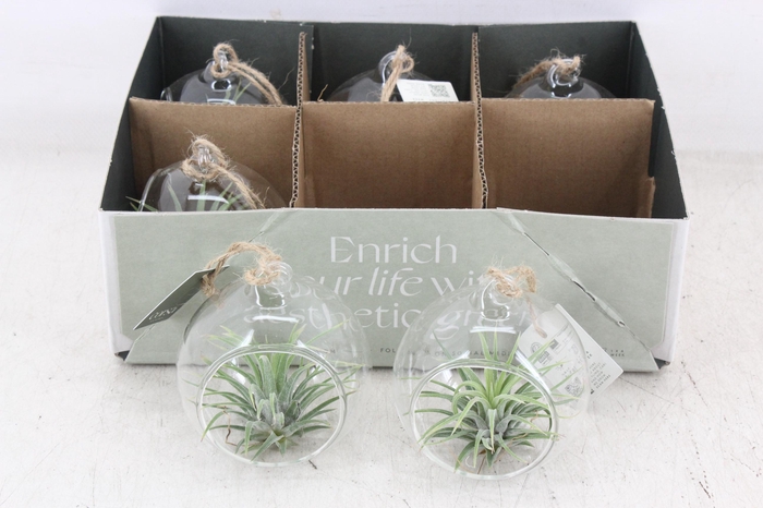 <h4>arr3 CP - Mini glas bol x6</h4>