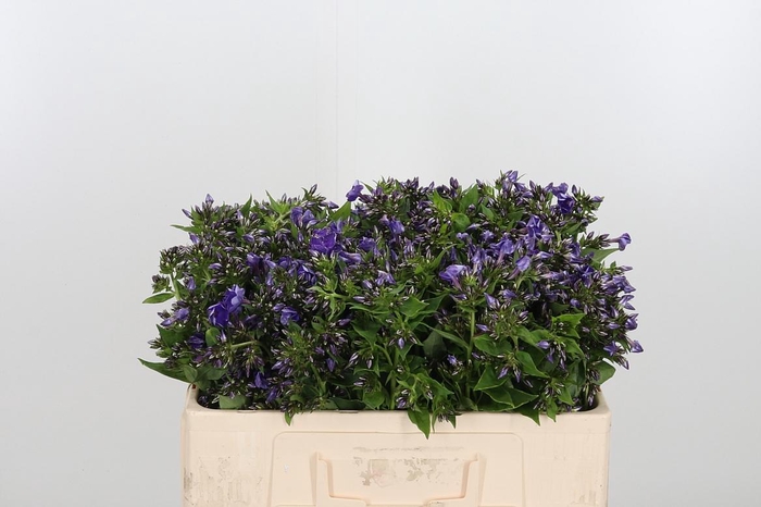 <h4>Phlox P Crissy</h4>