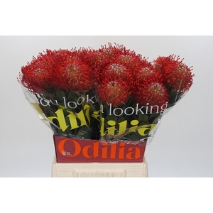 Nutans Ayoba Red