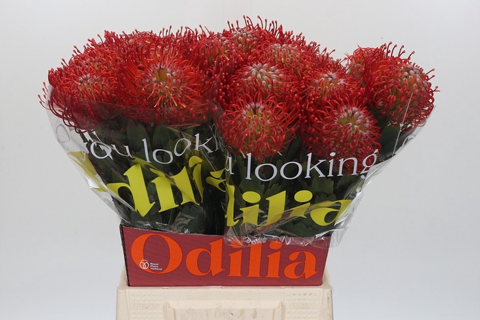 <h4>Nutans Ayoba Red</h4>