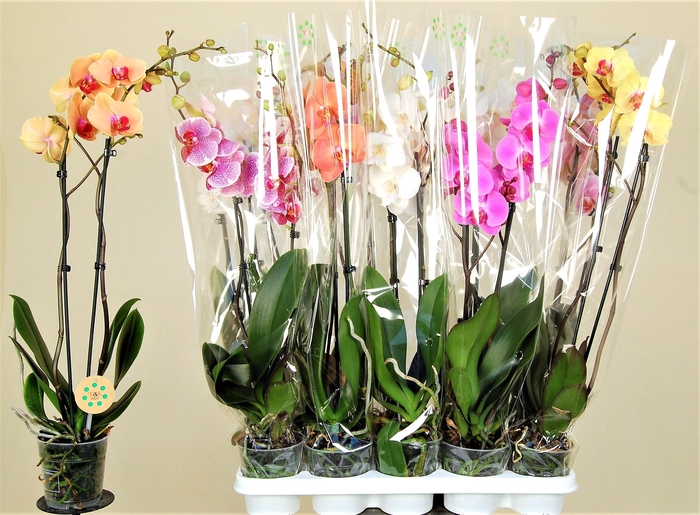 <h4>PHAL GEM 8 KL</h4>