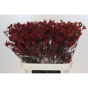 Anigozanthos Red Velvet