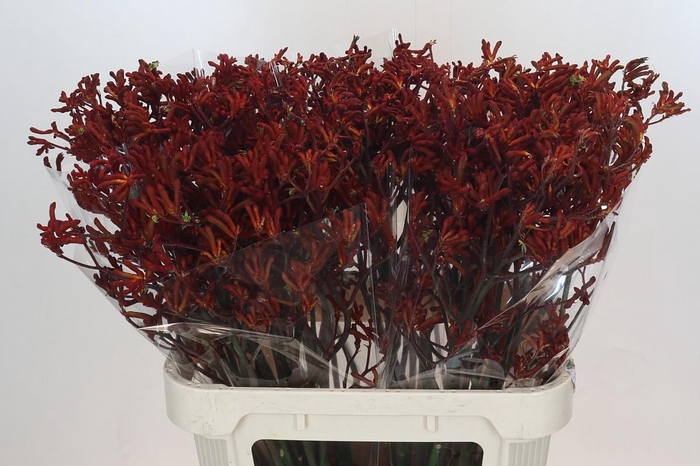<h4>Anigozanthos Red Velvet</h4>