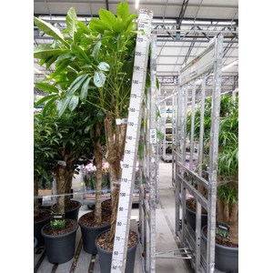 Schefflera actin. 'Amate'