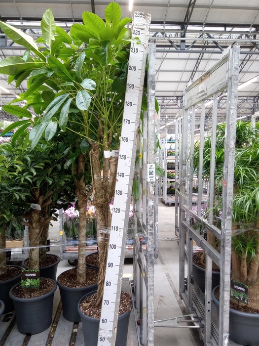 <h4>Schefflera actin. 'Amate'</h4>