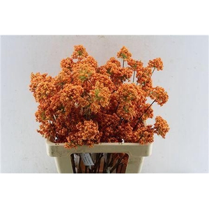 BERRY DECO ORANGE