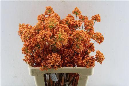 <h4>BERRY DECO ORANGE</h4>