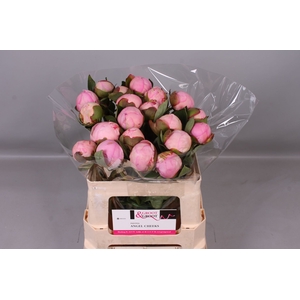 Paeonia Angel Cheeks | Heavy Quality