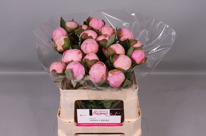 <h4>Paeonia Angel Cheeks | Heavy Quality</h4>