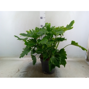 Philodendron bipinn. 'Little Hope'