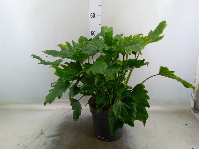 <h4>Philodendron bipinn. 'Little Hope'</h4>