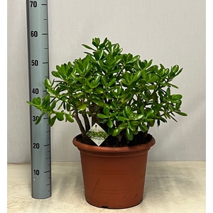 CRASS OVATA