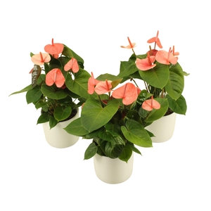 Anthurium XL.80 Paris Orange 14cm