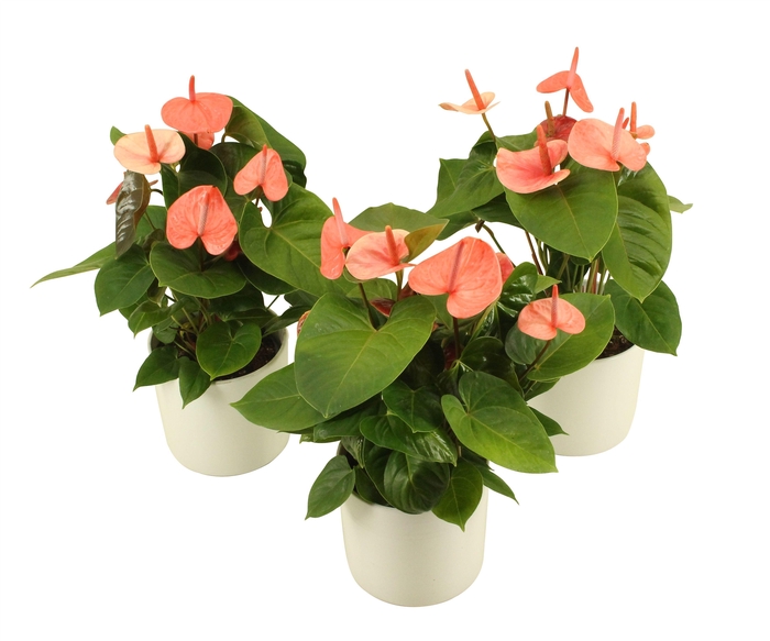 <h4>Anthurium XL.80 Paris Orange 14cm</h4>