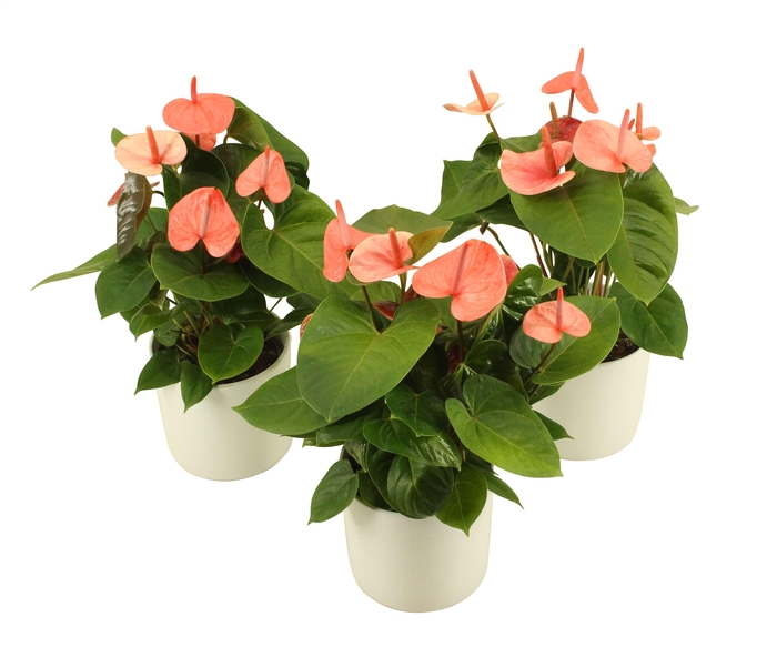 <h4>Anthurium XL.80 Paris Orange 14cm</h4>