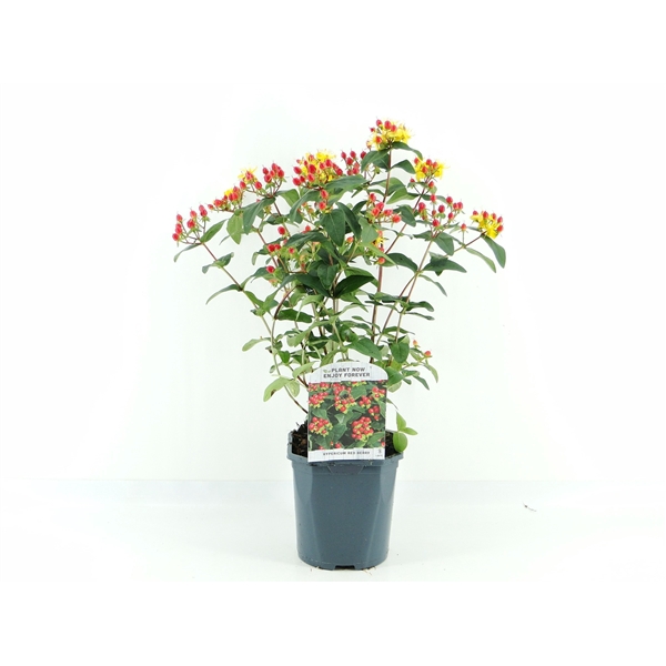 <h4>Hypericum Red Berry</h4>