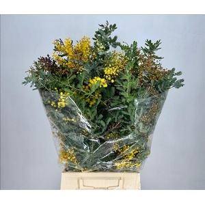 Mimosa Baleana Fiorita