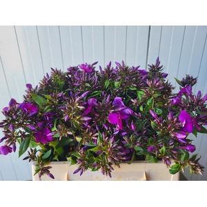 PHLOX P VAN GOGH