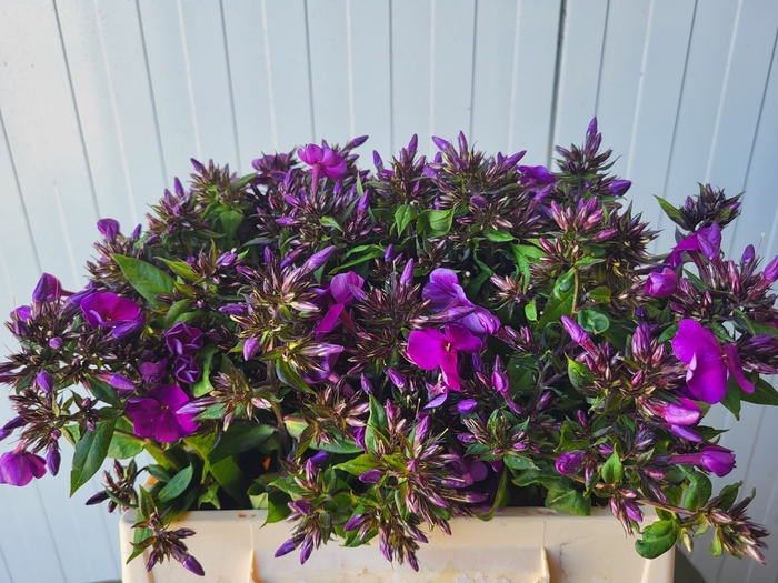 <h4>PHLOX P VAN GOGH</h4>