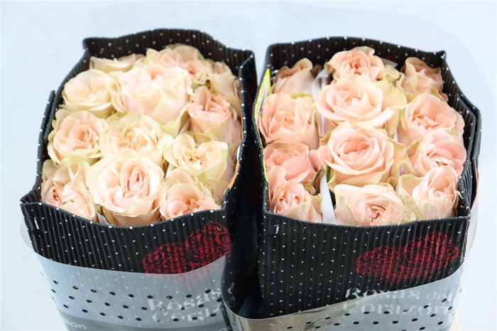 <h4>R Gr Art Nuvo</h4>