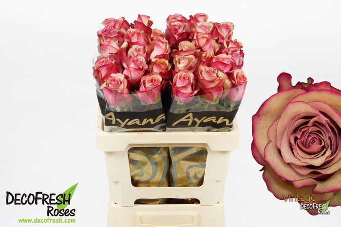 <h4>R Gr Vintage</h4>