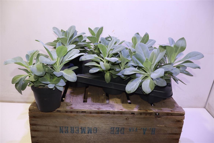 <h4>arr8 Senec Mountain Fire</h4>