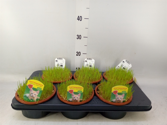 <h4>Hordeum sp.   ...kattegras zaai</h4>