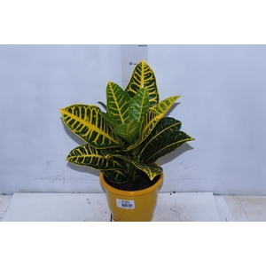 CROTON CANARINHO P17