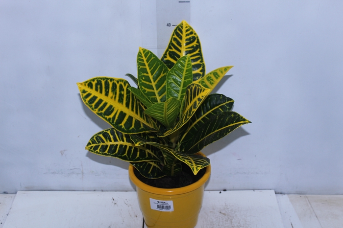 CROTON CANARINHO P17