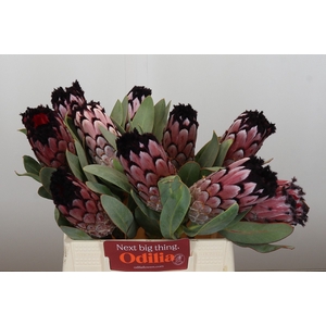 Protea Didi