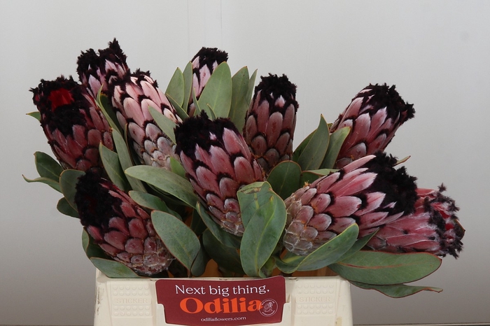<h4>Protea Didi</h4>