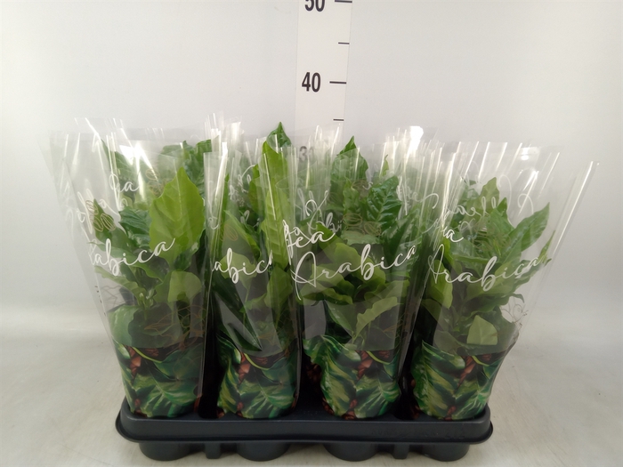 <h4>Coffea arabica</h4>