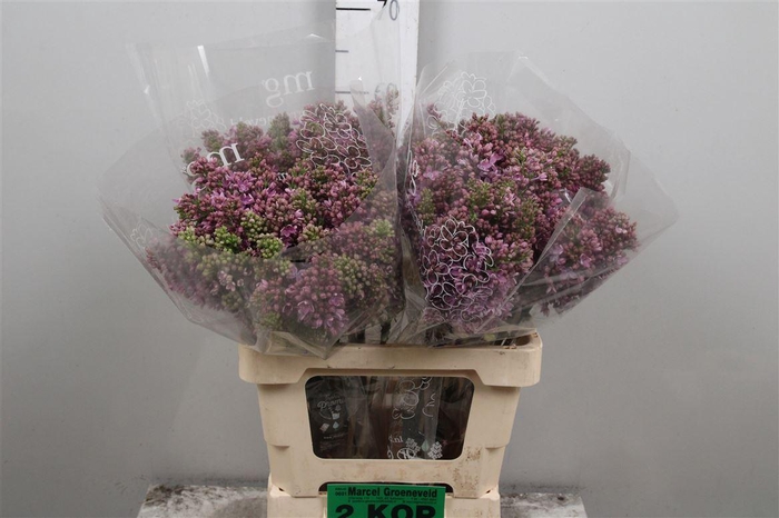 <h4>Syr V R V Horstenst 4+</h4>