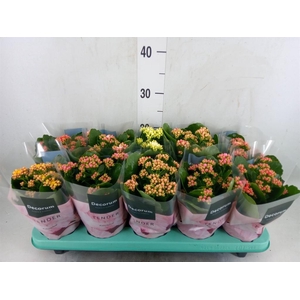 Kalanchoe blos. 'Serenity'   ...mix