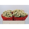 Hypericum Cool Romance