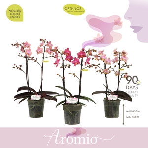 Aromio Mix 2 spike