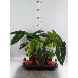 Alocasia ...