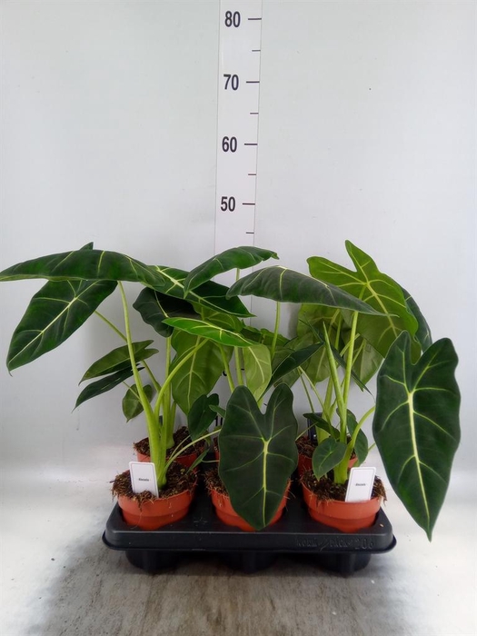 <h4>Alocasia   ...</h4>