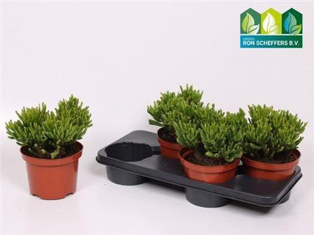 <h4>Crass Horn Tree</h4>