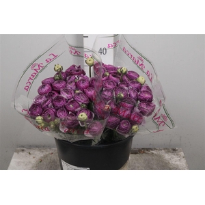 Ran Su Antonio Extra