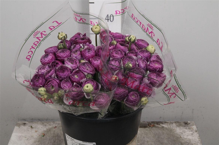 <h4>Ran Su Antonio Extra</h4>