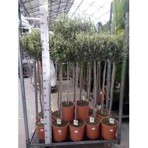 Olea europaea