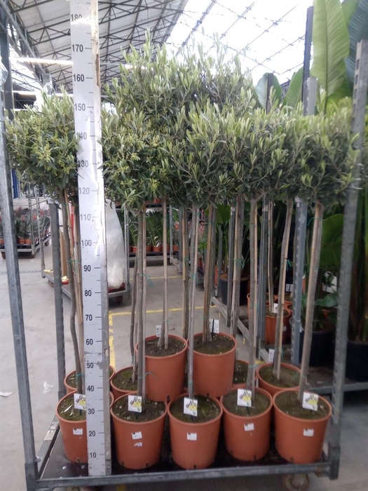 <h4>Olea europaea</h4>