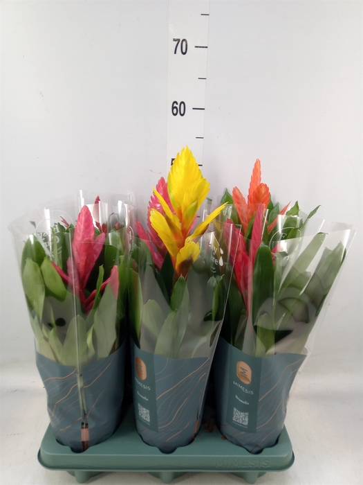 <h4>Vriesea   ...mix</h4>