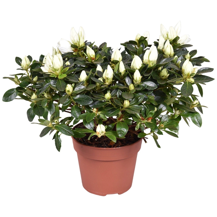 <h4>Azalea 'Polarstern' wit 13cm</h4>