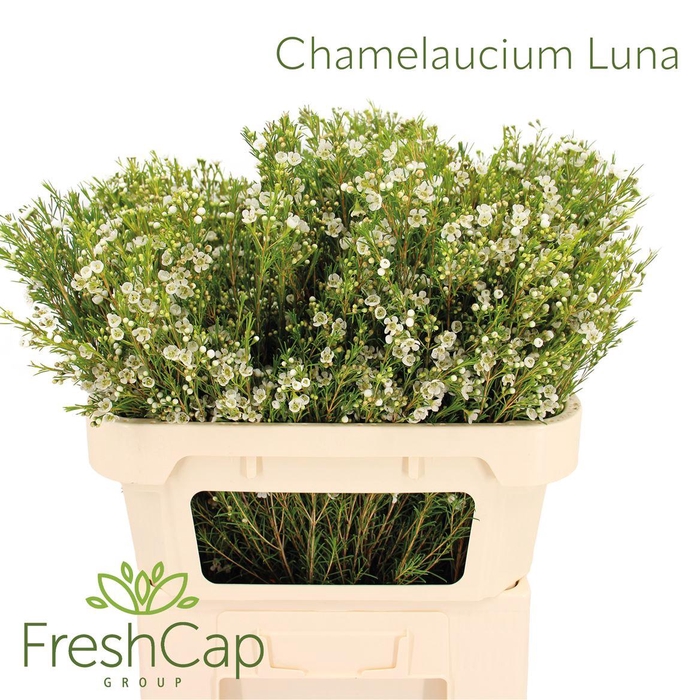 <h4>Chamelaucium uncinatum 'Luna'</h4>