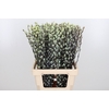 Salix Katjes Kl Bh Purple Fresh