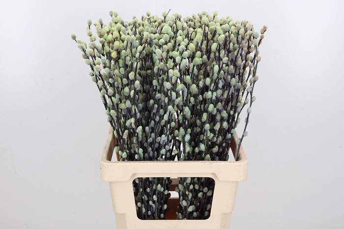 Salix Katjes Kl Bh Purple Fresh
